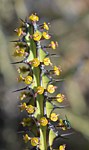 Euphorbia aff petraea Turbi GPS170 Kenya 2014_0891.jpg